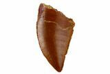 Serrated, Raptor Tooth - Real Dinosaur Tooth #115841-1